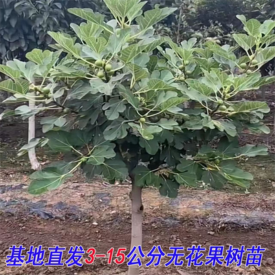 特大无花果树苗波姬红庭院