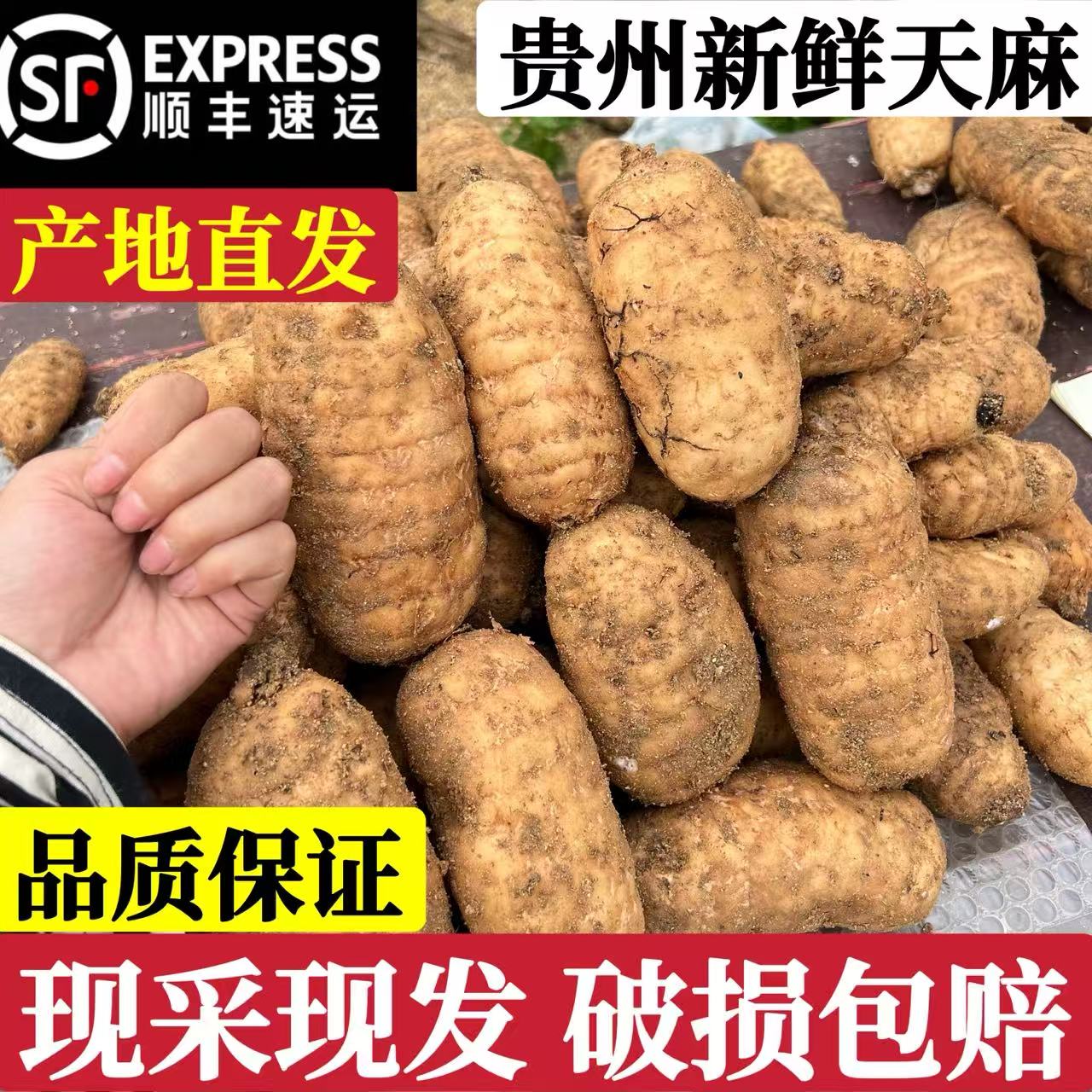 正宗贵州新鲜天麻现挖现发煲汤鲜醇滋补治头痛特大级野生天麻顺丰