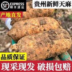 正宗贵州新鲜天麻现挖中药材治头痛特级大方天麻仿野生顺丰包邮
