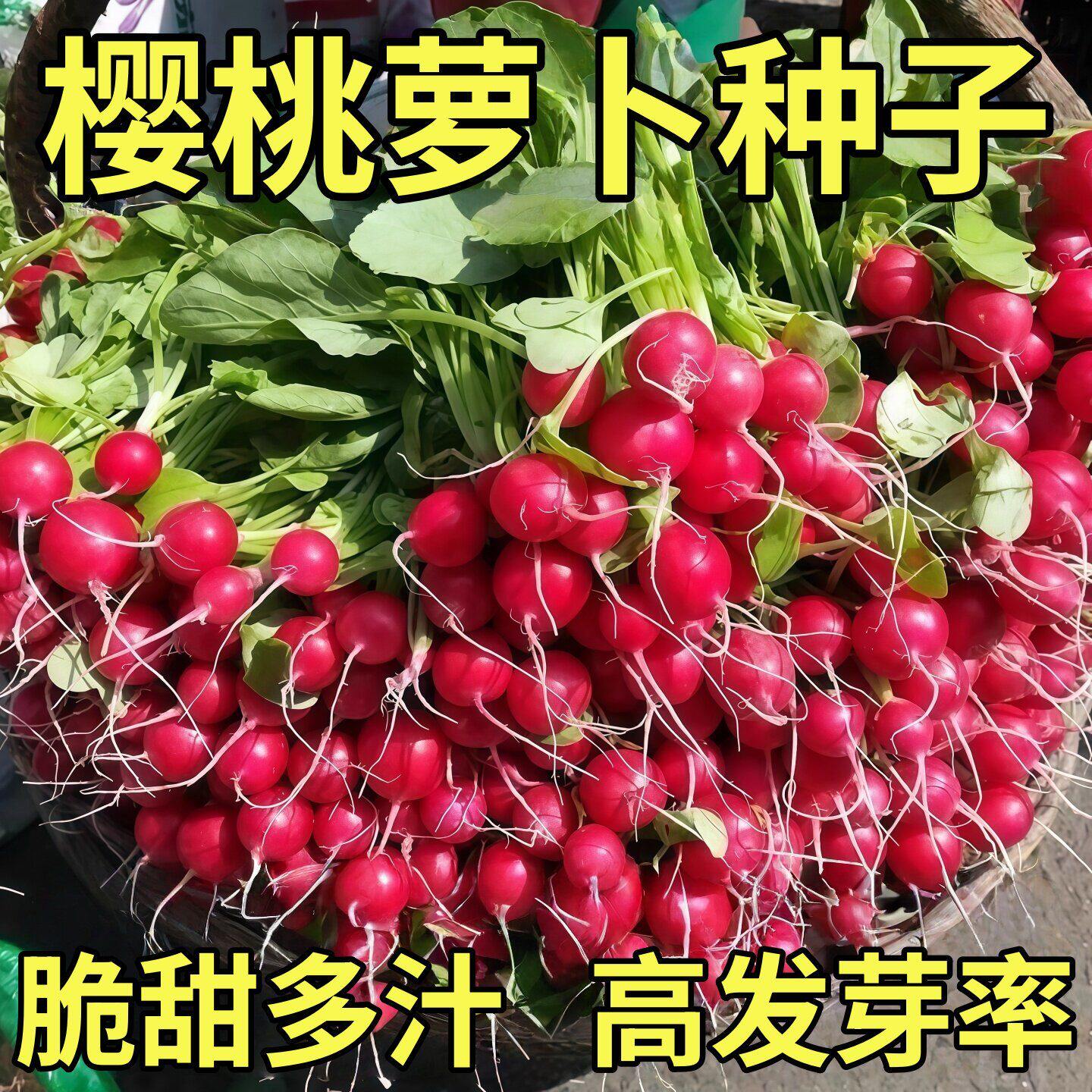 四季新鲜樱桃萝卜种子即食沙拉