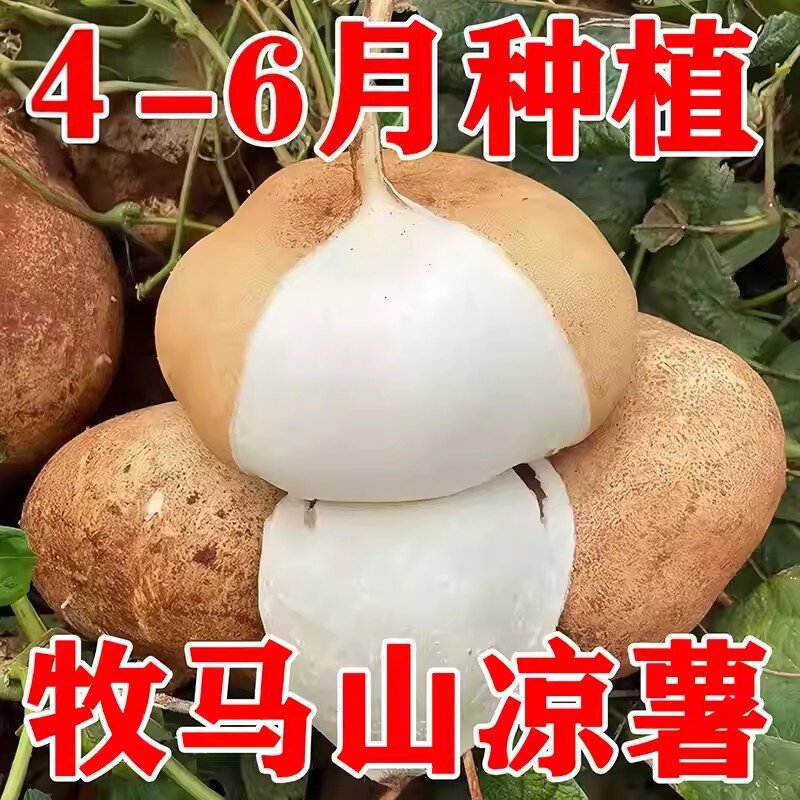 四季种植早熟高产凉薯种子