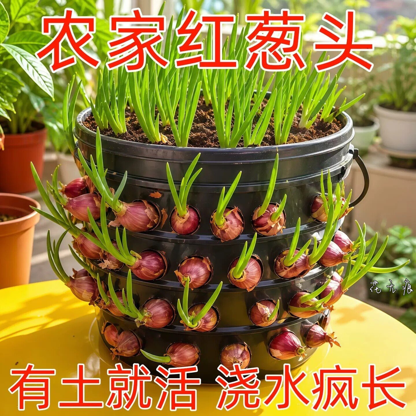 可种植可食用小香葱红葱头火葱黄葱四季葱苗榨葱油干葱头