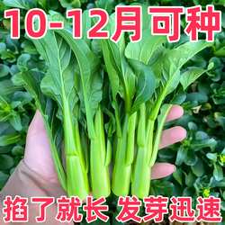 宁夏菜心种子种籽无渣尖叶菜心菜种籽四季菜籽菜心菜种籽蔬菜种孑