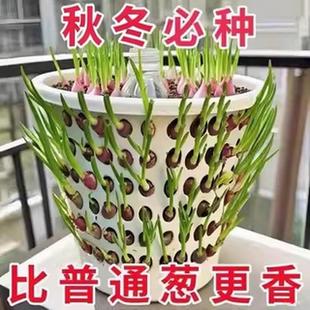 四川红葱头铁葱火葱自家种盆栽极速发货四季种植四季小香葱红头葱