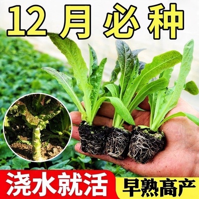 四季耐寒紫莴苣苗秧苗红皮香莴笋苗带土尖叶种子耐抽苔油春季菜苗