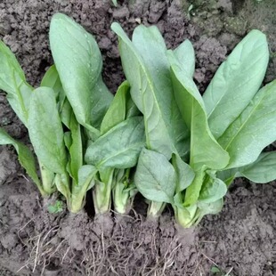 广东恩平高州圆叶甜唛菜种子秧惠州甜麦菜种子猪肚麦苦麦菜种籽