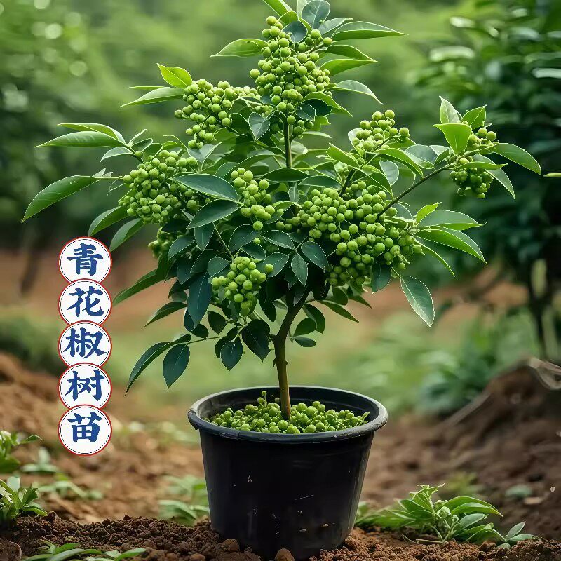 精品九叶青藤椒苗地栽耐寒耐热