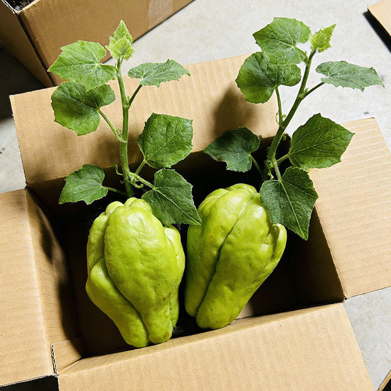 佛手瓜种瓜苗老瓜发芽带芽新鲜当季青皮龙须菜瓜菜可吃茎叶佛手瓜