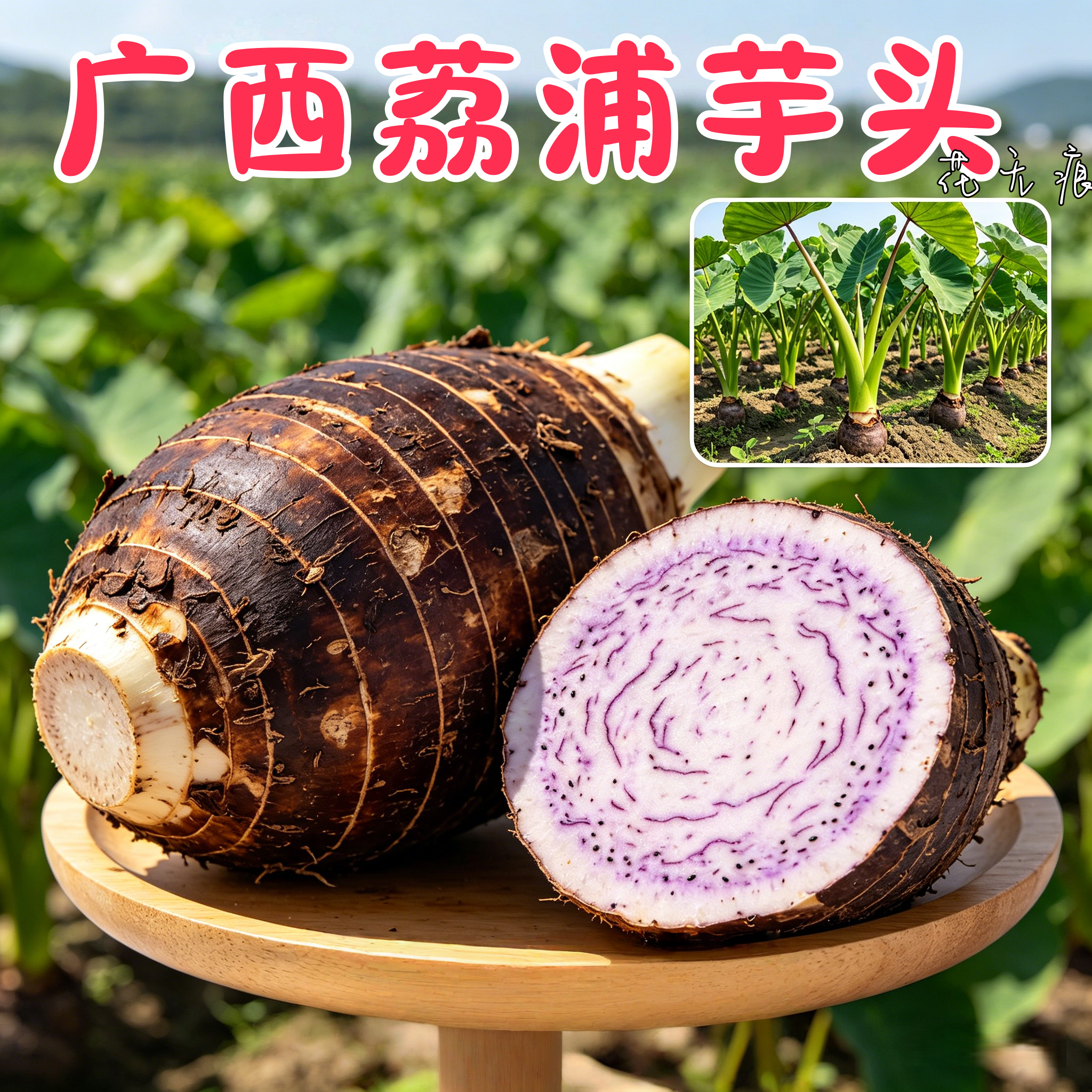 【带根带芽】正宗广西桂林荔浦香芋头种植苗槟榔芋紫藤新鲜芋头苗