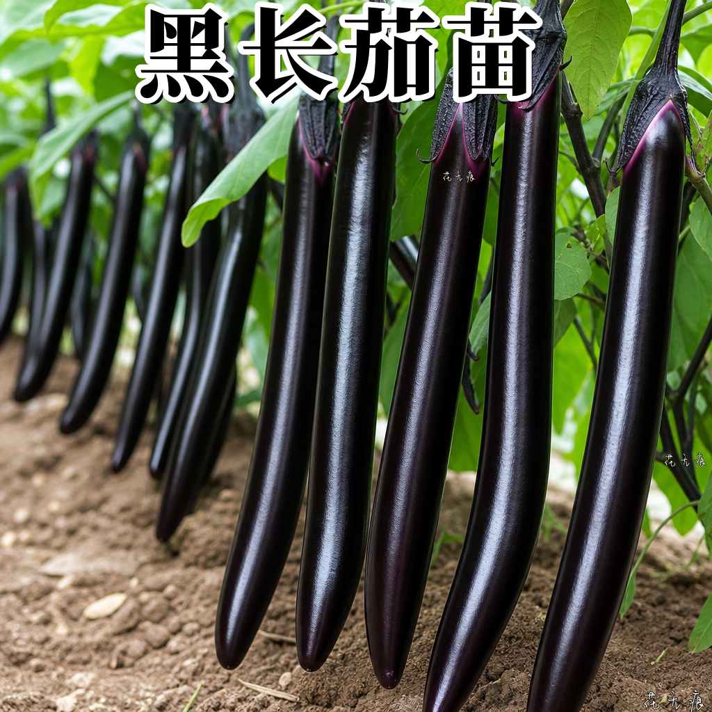 黑线茄子苗带土高产特大老品种