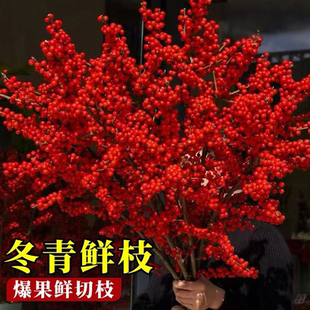北美冬青红果真花鲜切花枝室内水培插花鲜花绿植水养年宵花卉植物