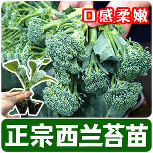 西兰苔种苗芥兰菜秧苗夏季种菜园种植耐热农家四季播种蔬菜种子