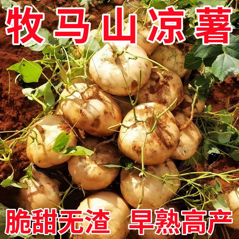 特甜脆多汁水果地瓜种子