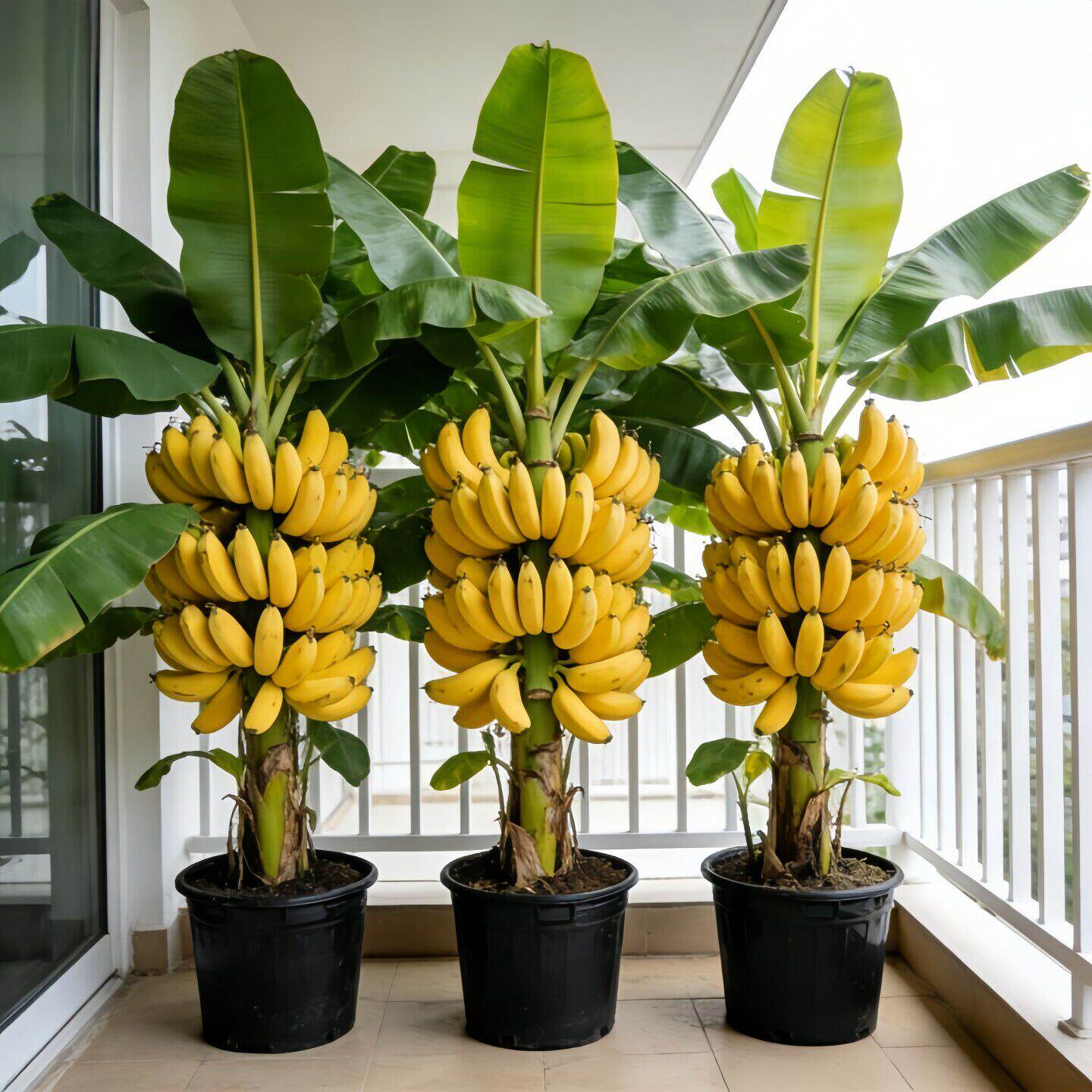 香蕉树苗南方耐寒矮化香蕉苗红皮香蕉苹果蕉苗芭蕉广东香蕉苗包邮