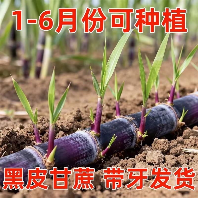 正宗广西黑皮甘蔗苗种尾巴青皮甘蔗苗带芽黄皮黄金甘蔗种子南北方