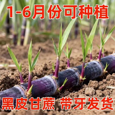 正宗广西甘蔗苗带芽南北方可种