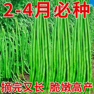 摘不败特长早熟豇豆种子高产耐老化绿条江豆长豆角种籽蔬菜种孑子