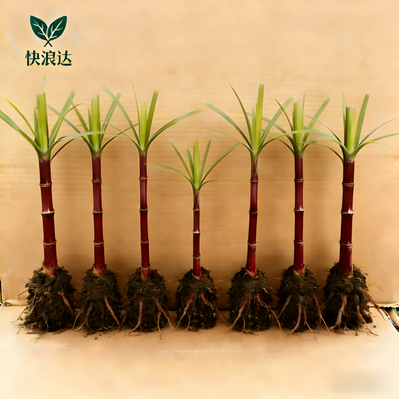 迷你小甘蔗广西甘蔗盆栽盆景南北甘蔗苗室内室外盆栽黑皮甘蔗
