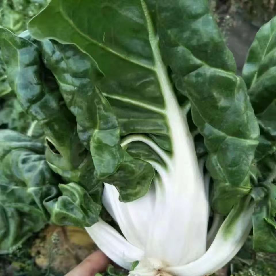 白梗大叶牛皮菜种子厚皮菜根达菜种苗庭院阳台盆栽蔬菜种孑四季播