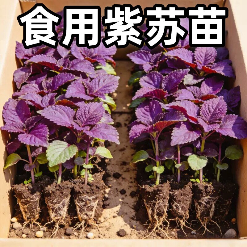 新鲜紫苏苗带土发货现摘现发 农家紫苏幼苗可阳台盆栽可食用