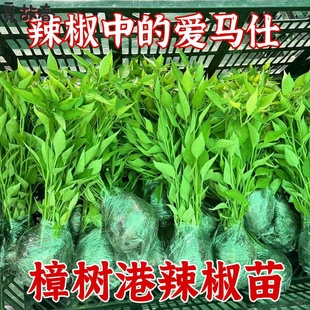 正宗樟树港辣椒苗特别辣的辣椒带土秧苗樟树港辣椒正宗种苗子