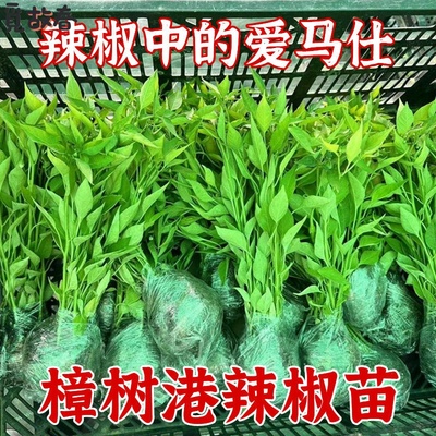 正宗樟树港特别辣辣椒苗带土