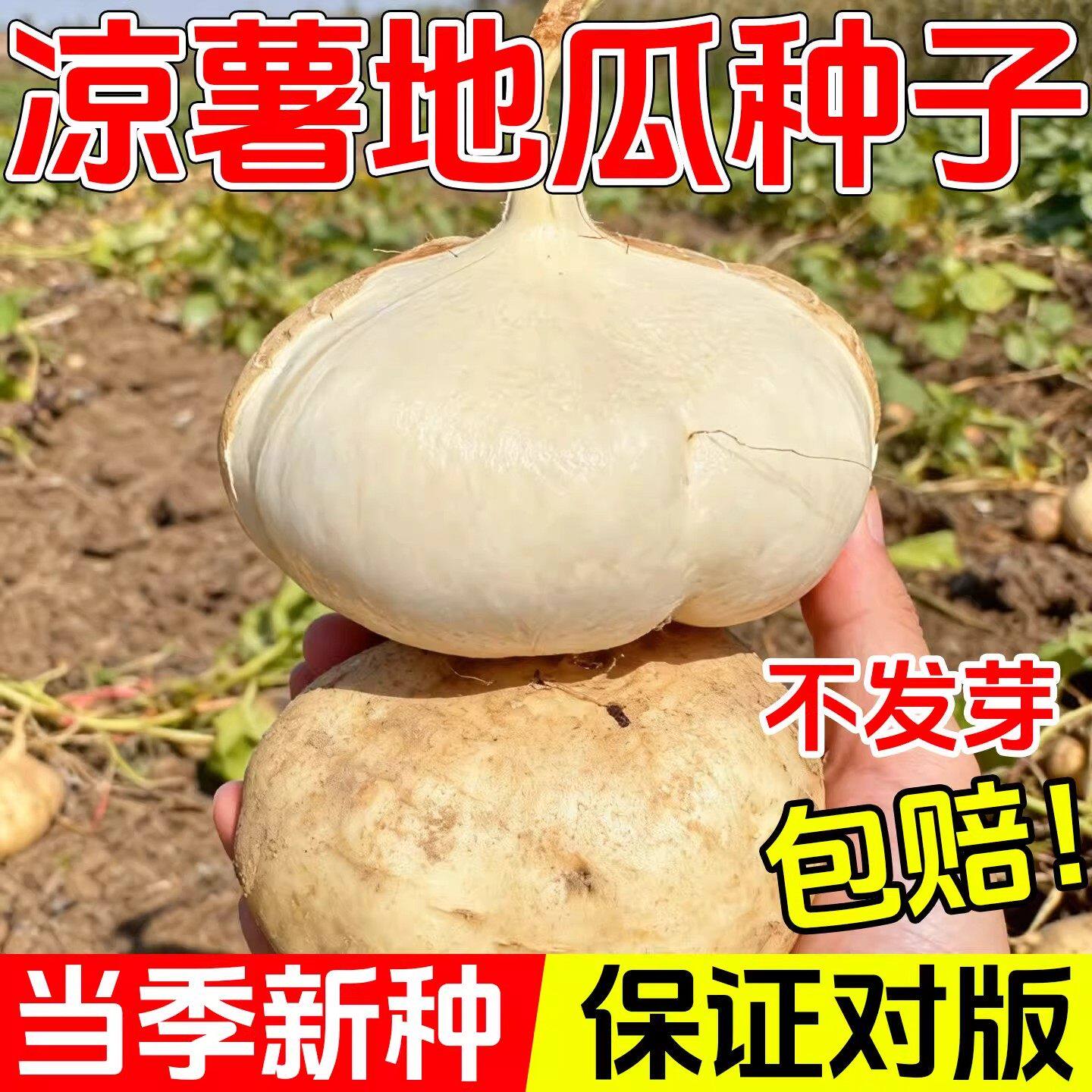 牧马山凉薯种子早熟高产香甜
