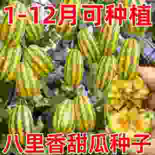 八里香甜瓜种子中早熟高产抗病冰糖花皮高糖甜瓜香水果籽春季播种