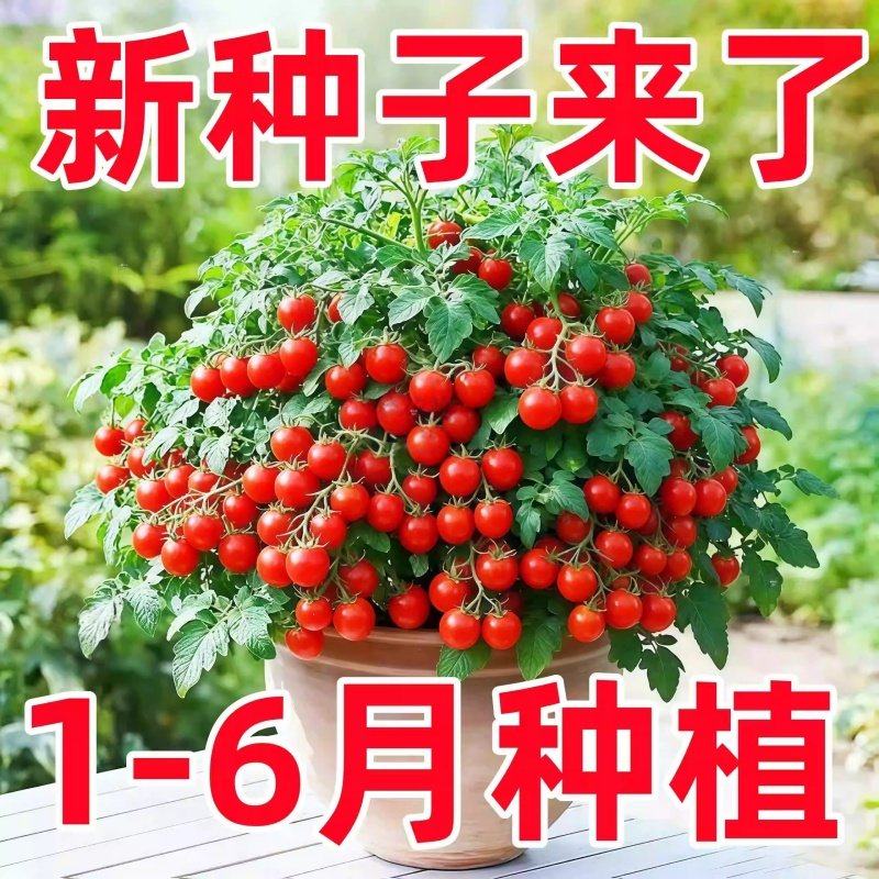 矮秧红珍珠番茄种子 矮生盆栽黄珍珠小西红柿子圣女果庭院四季种,鲜花速递/花卉仿真/绿植园艺,种苗/半成品盆栽,淘宝优惠券,粉丝福利购,淘宝优惠卷