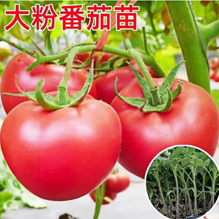 沙瓤口感大粉番茄苗秧老品种水果西红柿秧子四季播种阳台盆栽菜苗