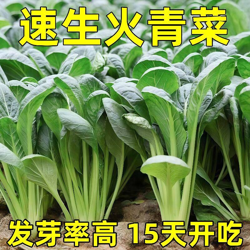 耐热速生火青菜种子夏秋季种植三伏天露天蔬菜15天采收青菜种子