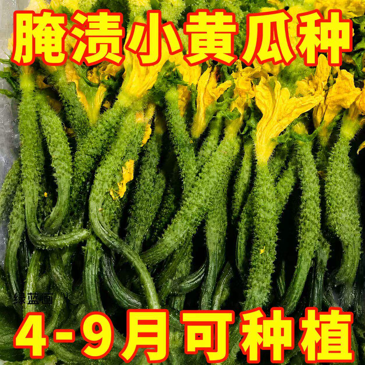 黄瓜花种子小黄瓜种子农家四季蔬菜种籽小青瓜酱黄瓜腌渍黄瓜