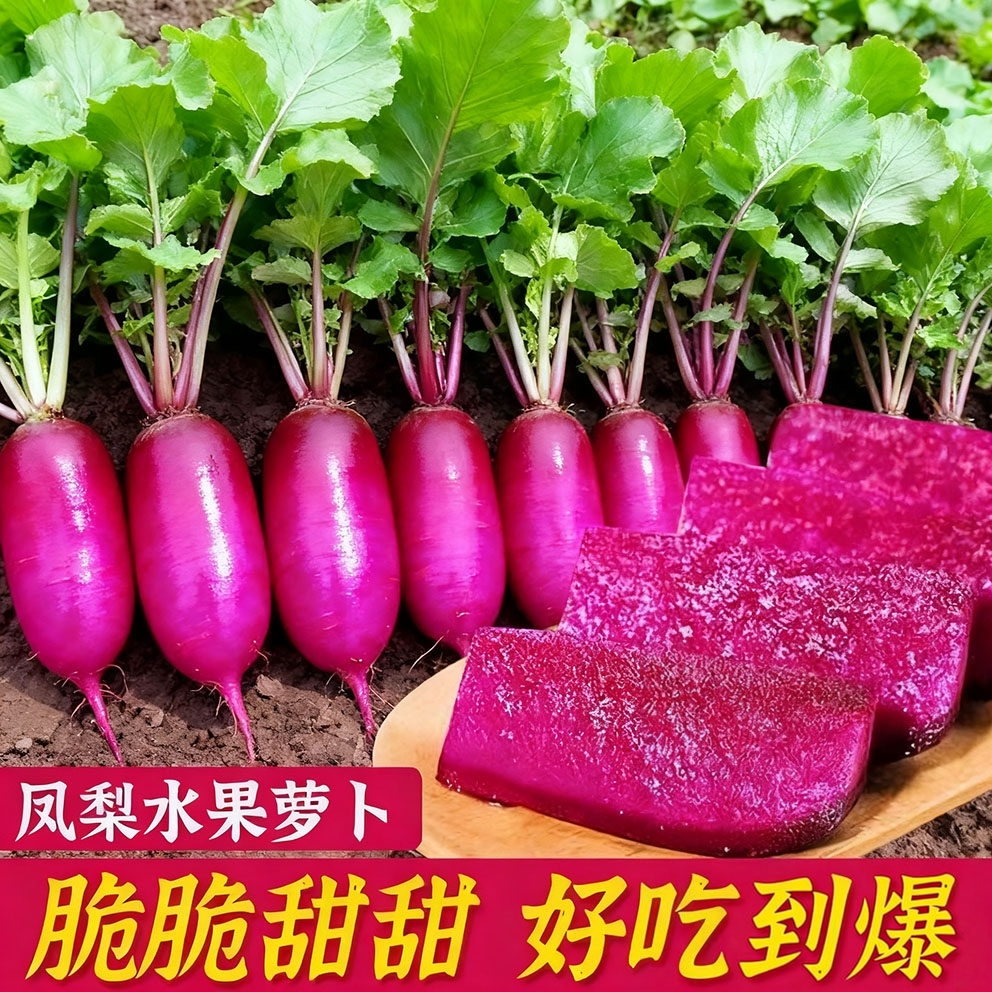 紫美人凤梨萝卜种子抗热多品种