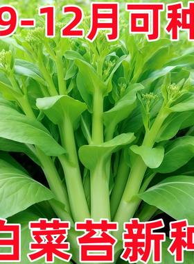 好润青甜脆白菜苔种子早熟高产侧芽多味甜软白菜心蔬菜种子