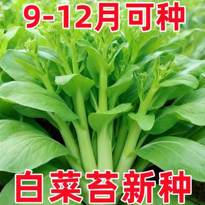 好润青甜脆白菜苔种子早熟高产侧芽多味甜软白菜心蔬菜种子