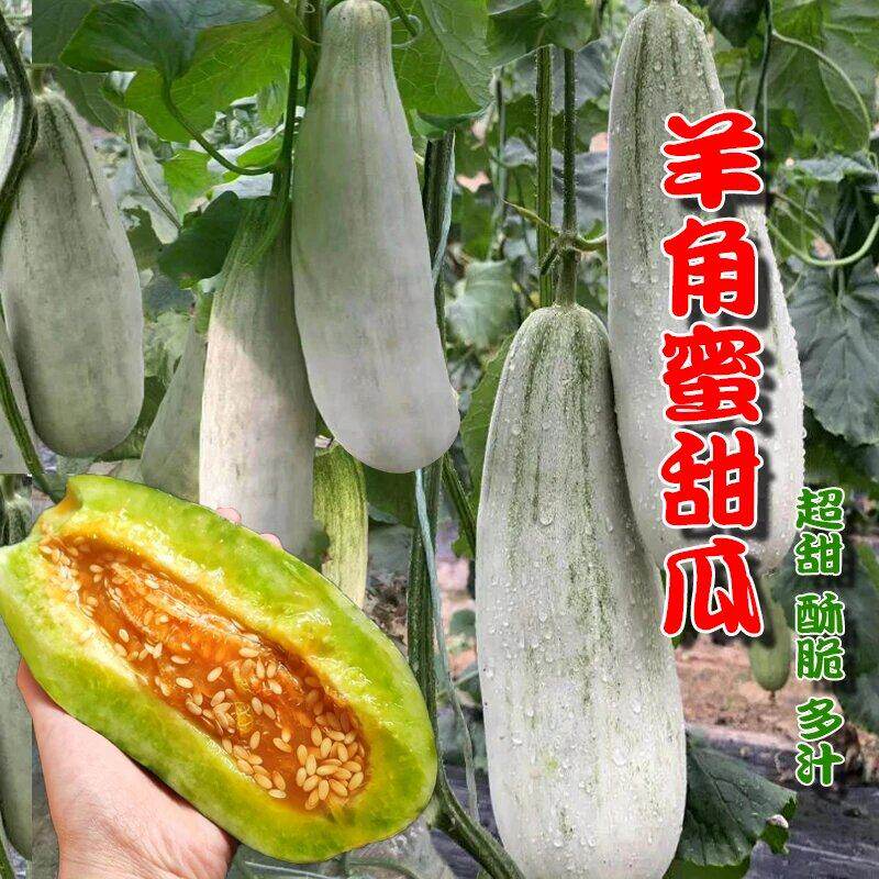 羊角蜜甜瓜种子特大密种四季播