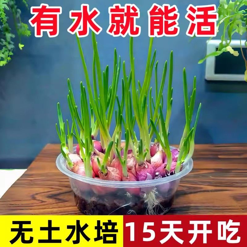 【可水培】可种植可食用小香葱红葱头火葱黄葱四季葱苗干葱头