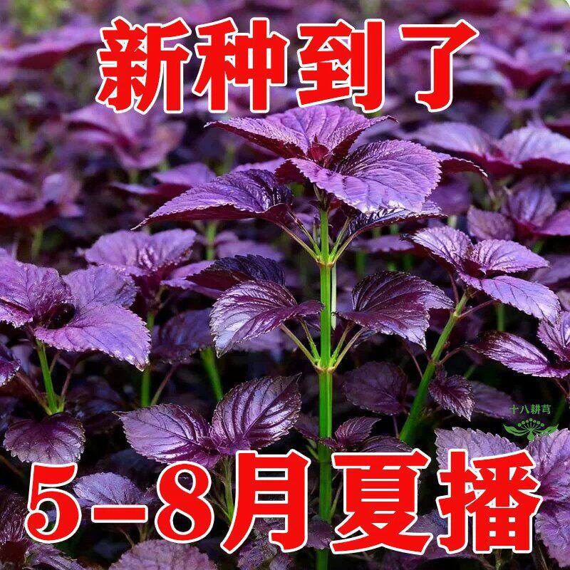 四季可食耐寒大叶紫苏盆栽种子