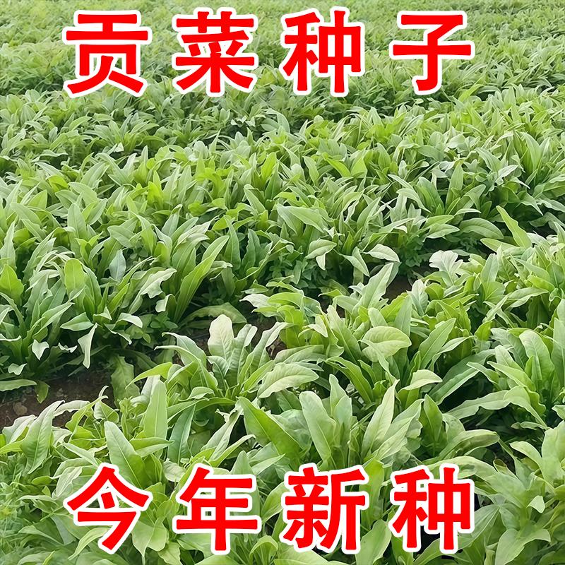 贡菜种子早熟高产菜园大田响山蛰菜种籽四季种植易成活特色蔬菜秧
