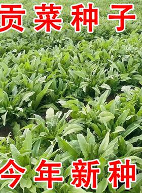贡菜种子早熟高产菜园大田响山蛰菜种籽四季种植易成活特色蔬菜秧