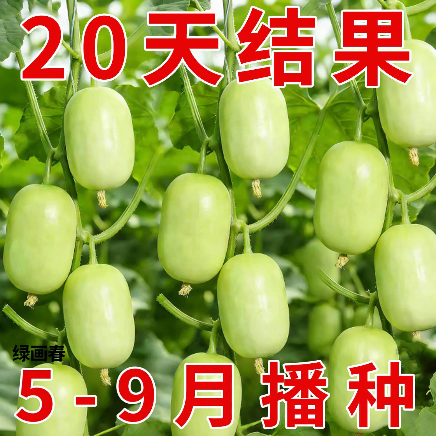 迷你玉女黄瓜种子大全金童拇指水果黄瓜孑四季阳台盆栽蔬菜种籽子