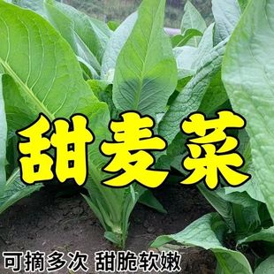 阳春八甲唛菜种籽甜麦菜种子苦麦菜种四季青菜籽种苦麻菜蔬菜种子