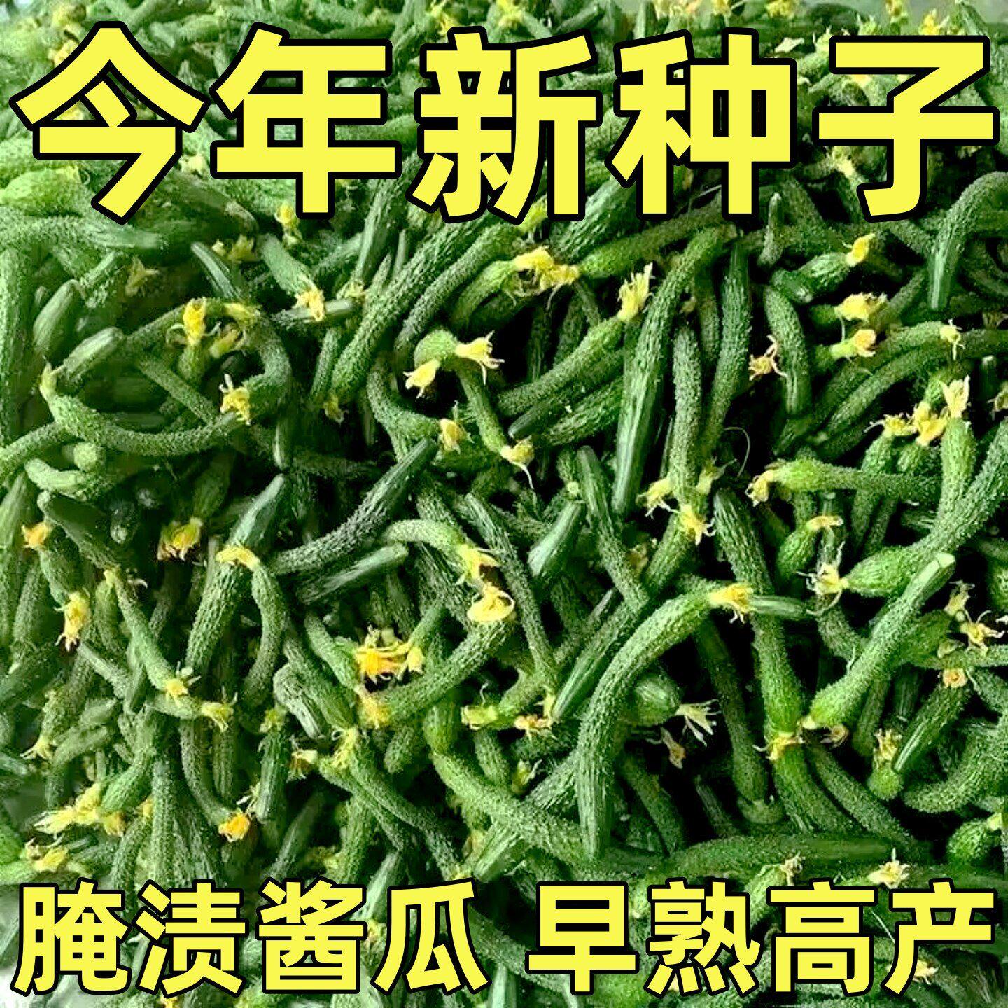 腌渍小黄瓜种子四季种植盆栽地栽阳台小院种植秋瓜黄瓜种子新品种