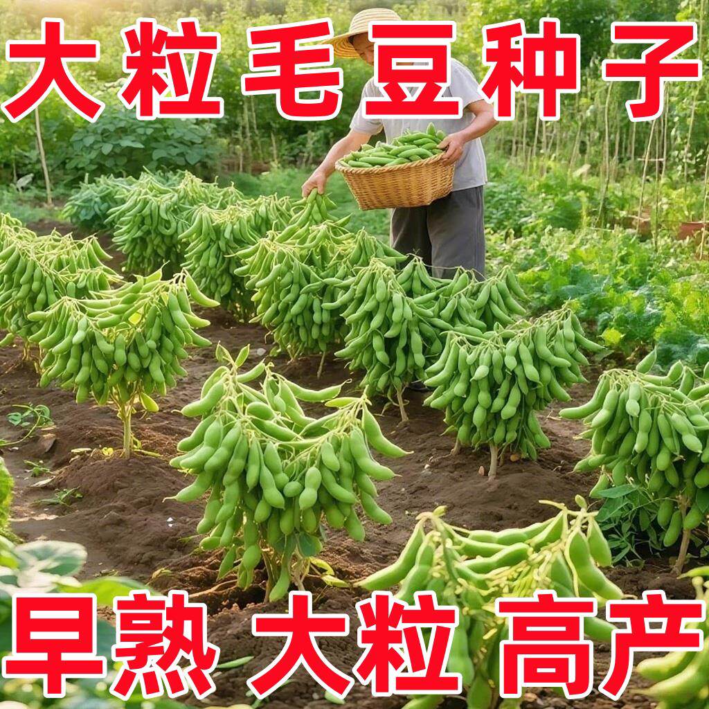 早熟高产抗病非转基因毛豆种子