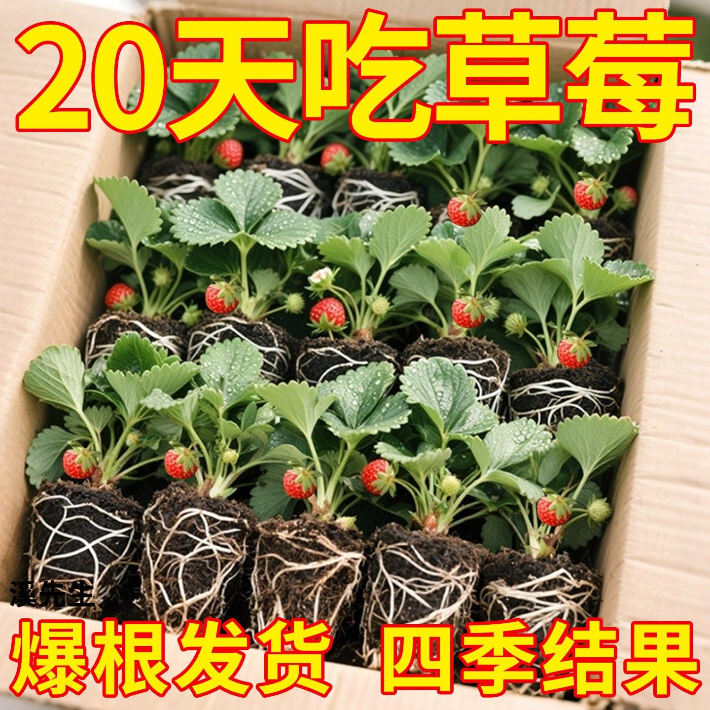 草莓苗四季盆栽食用奶油隋珠红颜白雪穴盘苗果苗南北阳台种植好养,鲜花速递/花卉仿真/绿植园艺,种苗/半成品盆栽,淘宝优惠券,粉丝福利购,淘宝优惠卷