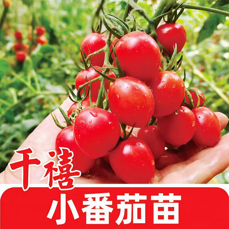 超甜高产千禧圣女果苗阳台盆栽