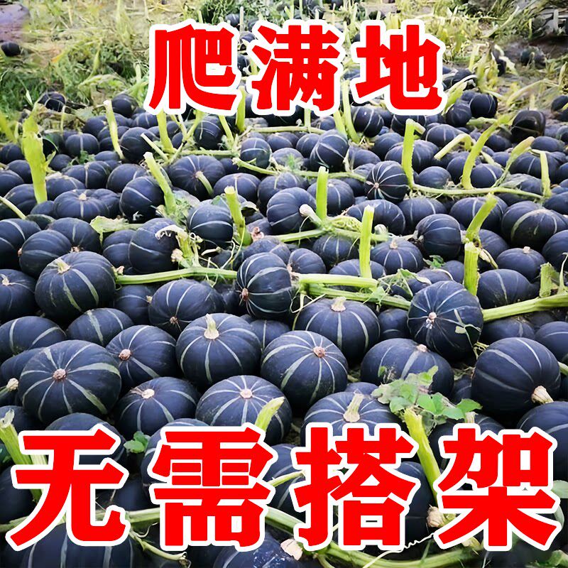 贝贝南瓜种子新品种超甜板栗味迷你南瓜种子甜面香糯高产蔬菜种子