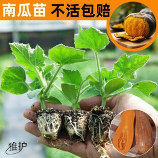 板栗南瓜秧苗贝贝南瓜苗蔬菜苗大全庭院阳台盆栽种植番茄苗辣椒苗