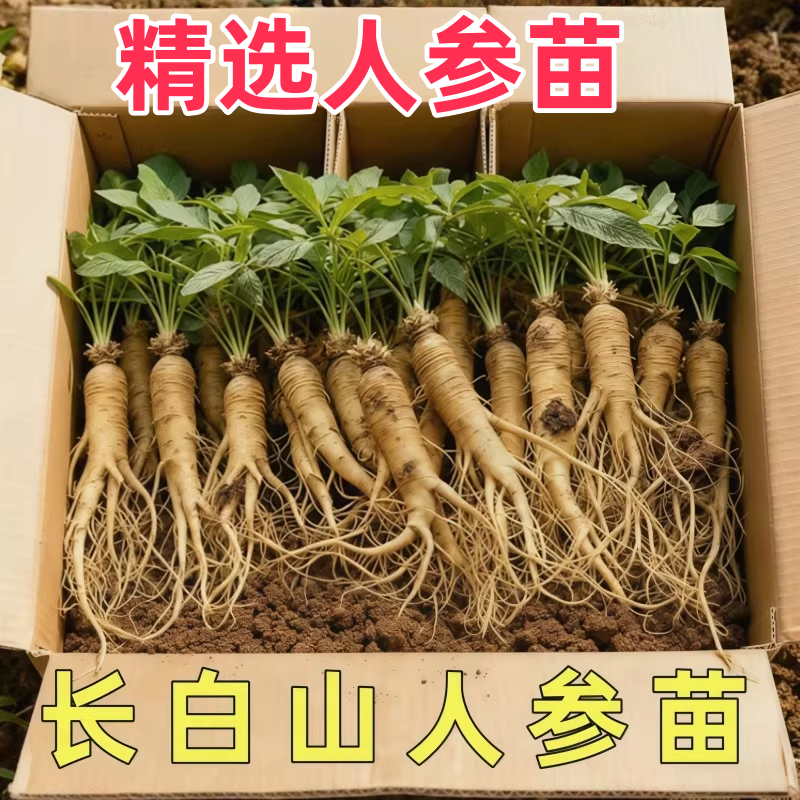 人参活苗盆栽种植苗种子中药材