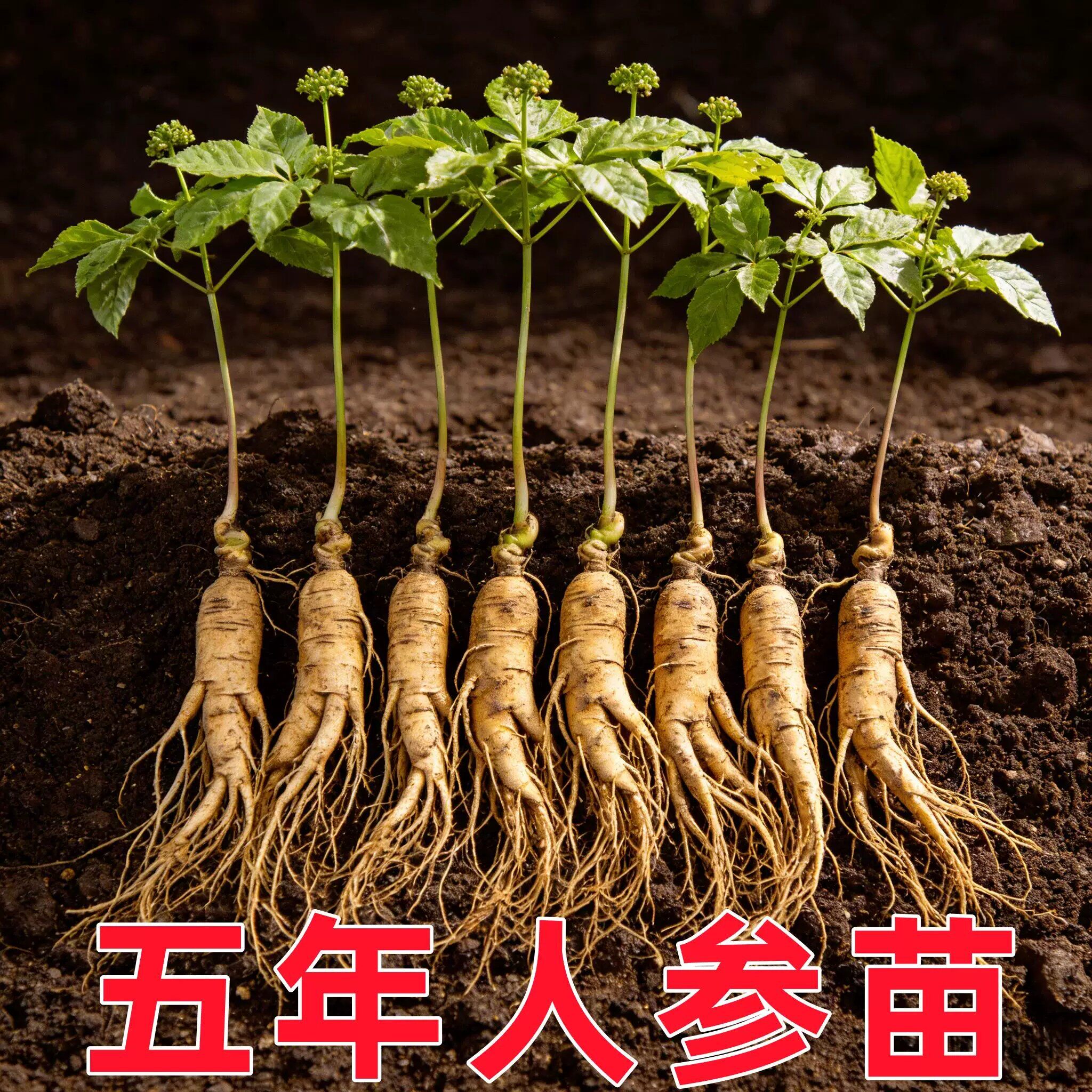 新鲜人参苗种苗四季盆栽高端棵可室内种植新鲜人参活苗长白山参苗